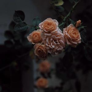 小女生隐藏配位
